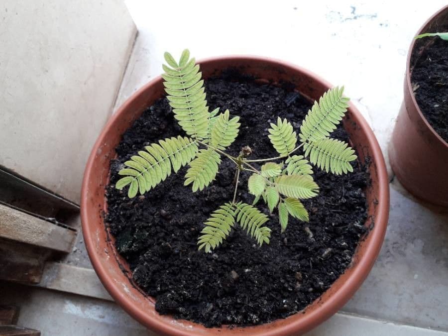 Bogen-Desmanthus 18