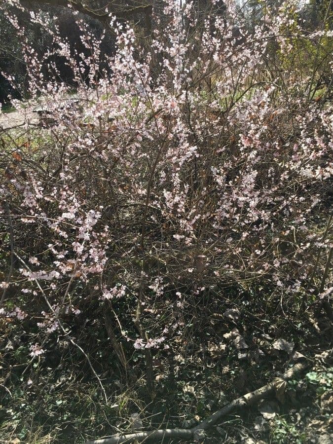 Abeliophyllum 9
