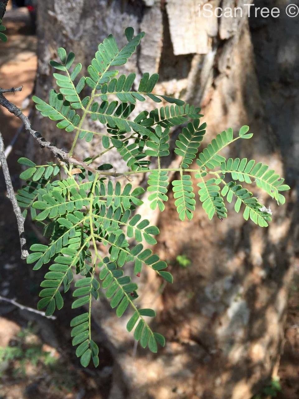 Albizia 13