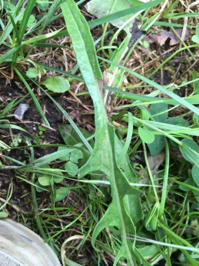 Radicchiella capillare 18