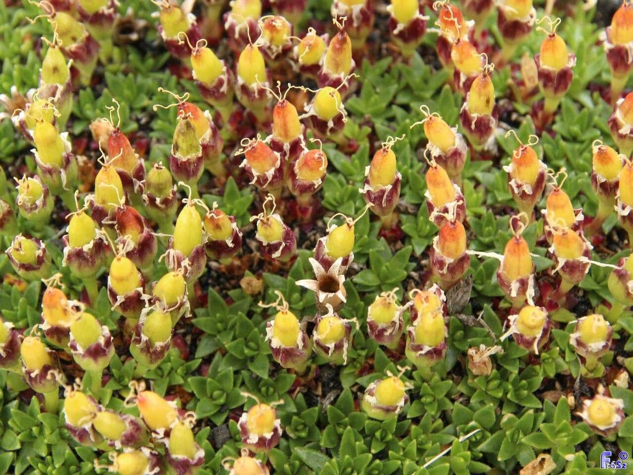 Silene a cuscinetto 2