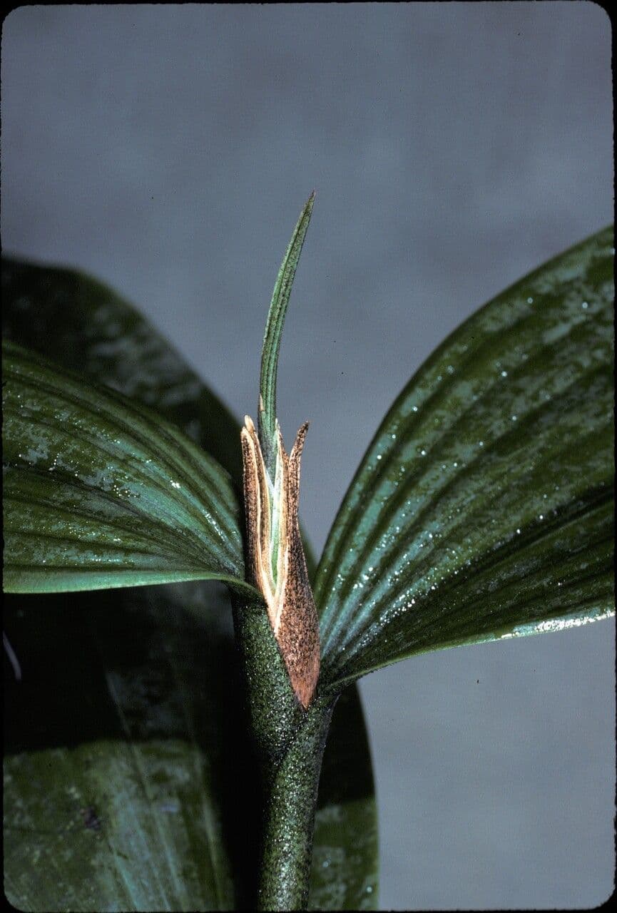 Sobralia 2
