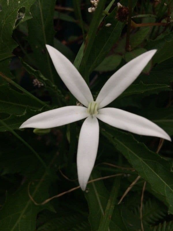 Hippobroma longiflora 8