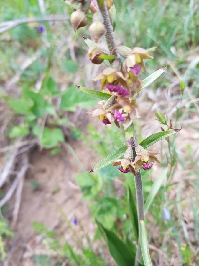 Elleborine violacea 9