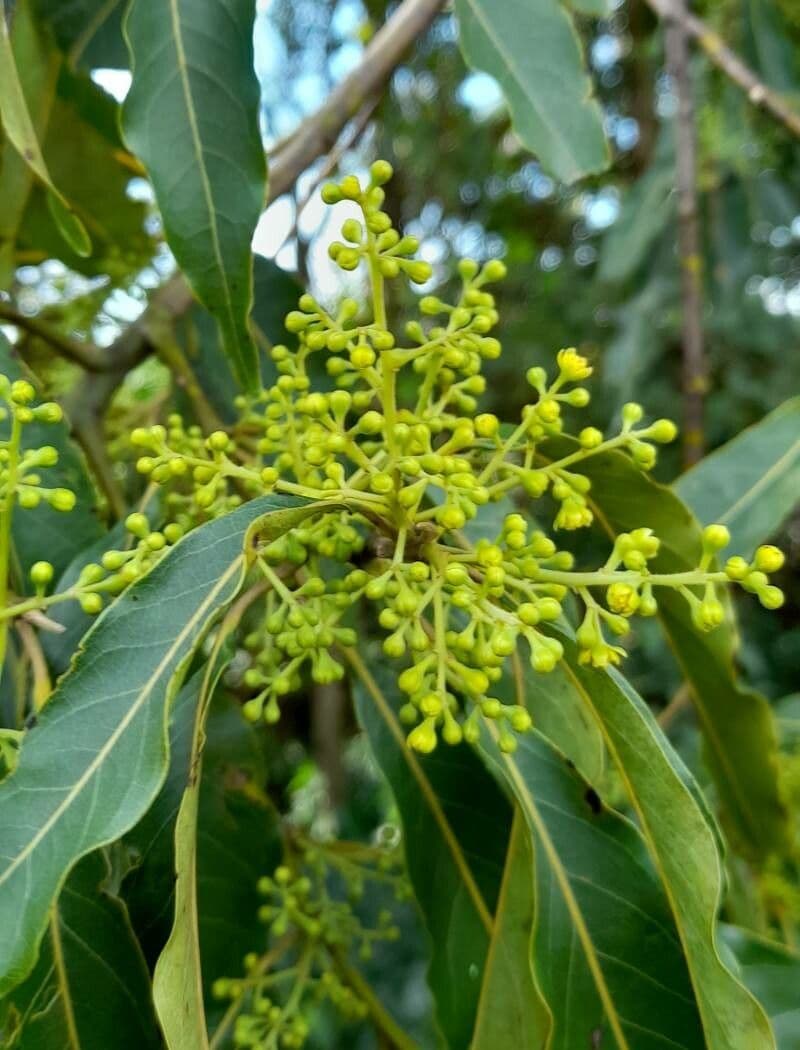 Ocotea 10