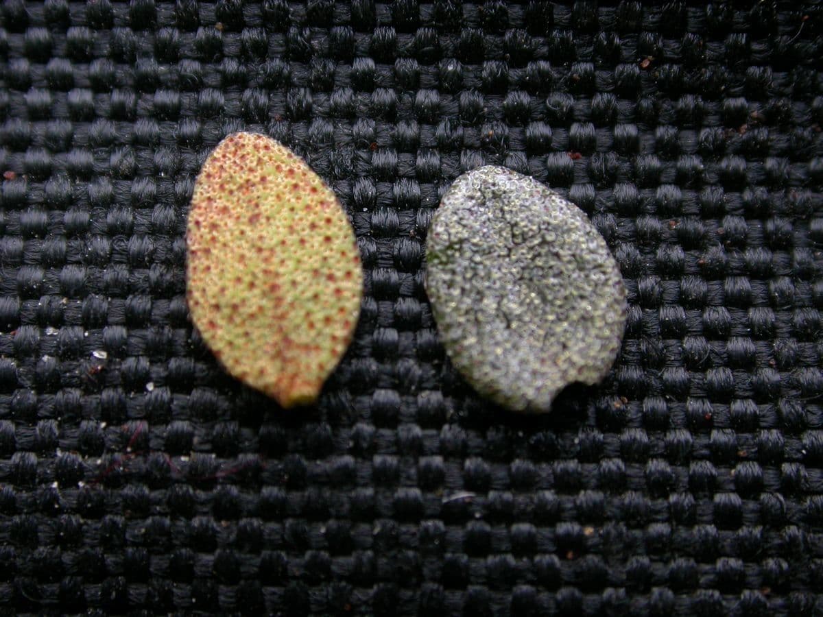 Alpenrose 9
