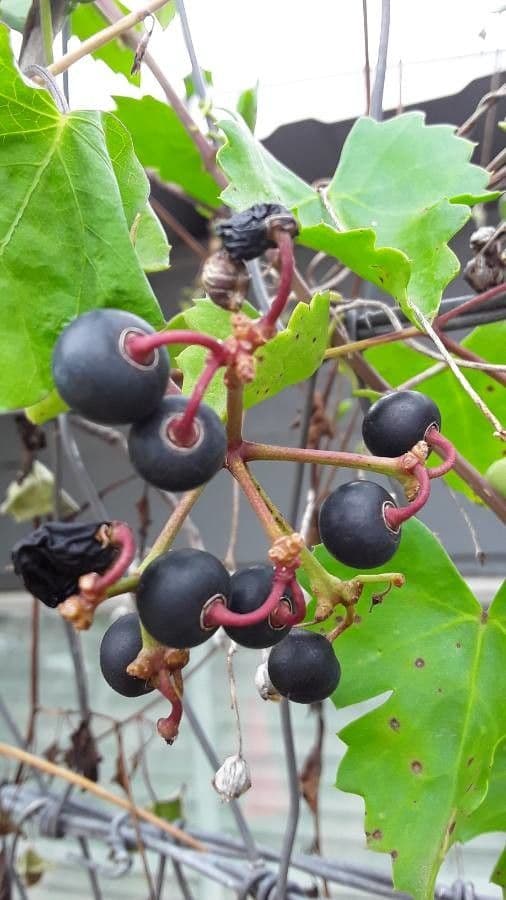 Herzblättrige Prunkwinde