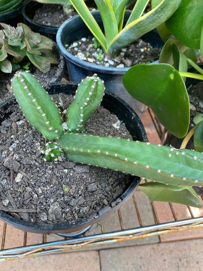 Cactus 7