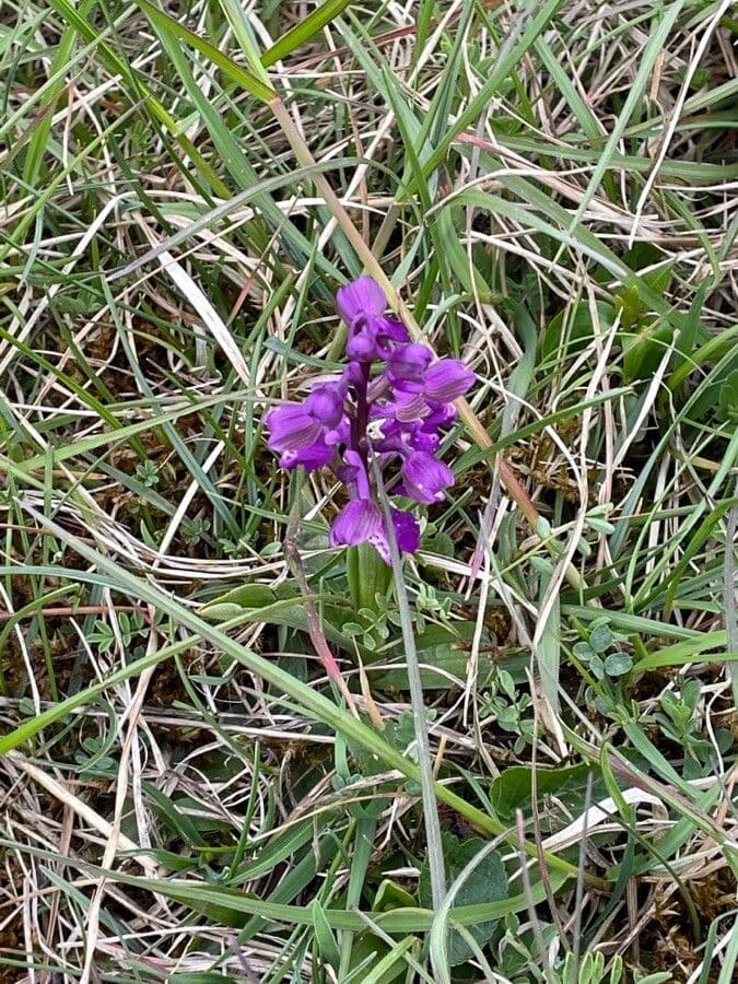 Orchide minore 11