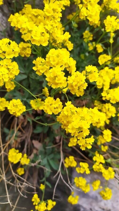 Aurinia saxatilis 10