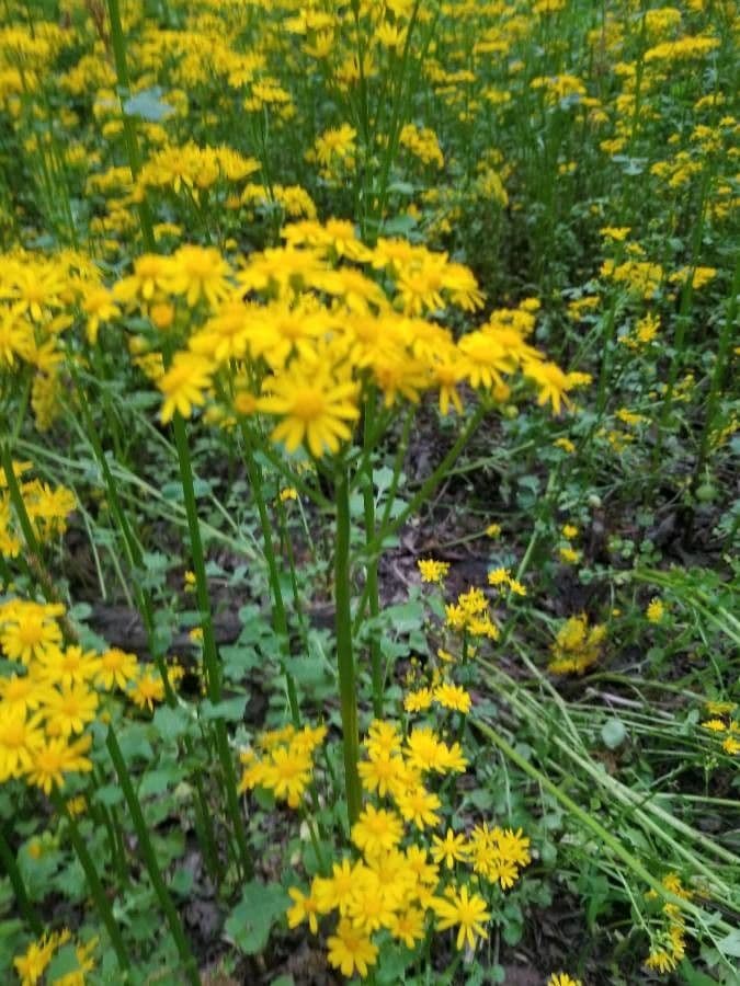 Senecio 13