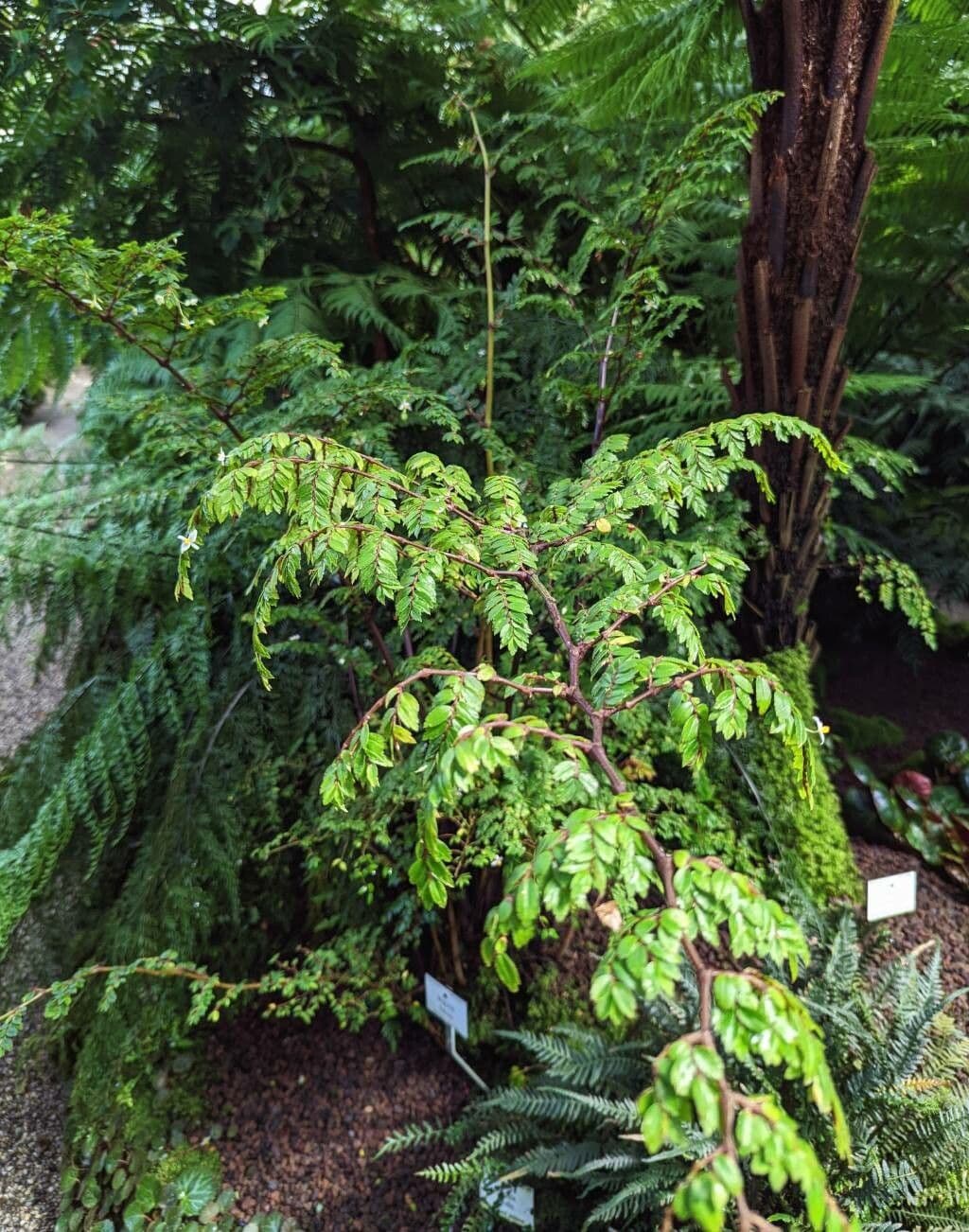 Fuchsie-Begonie 8