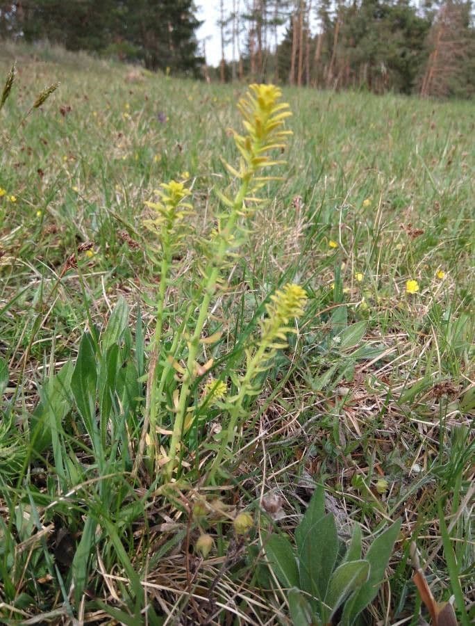Thymelaea sanamunda 2