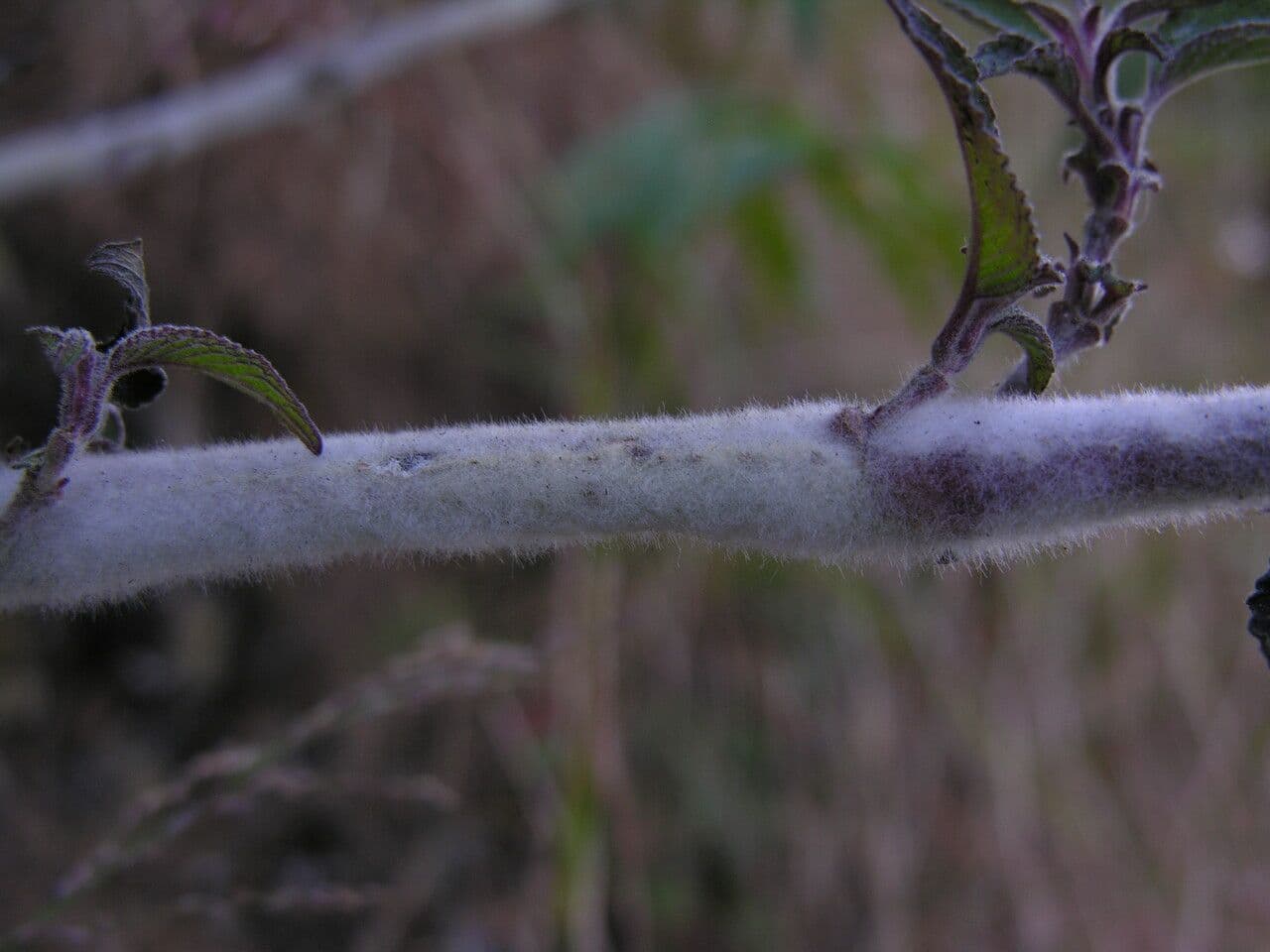 Strobilanthes 9
