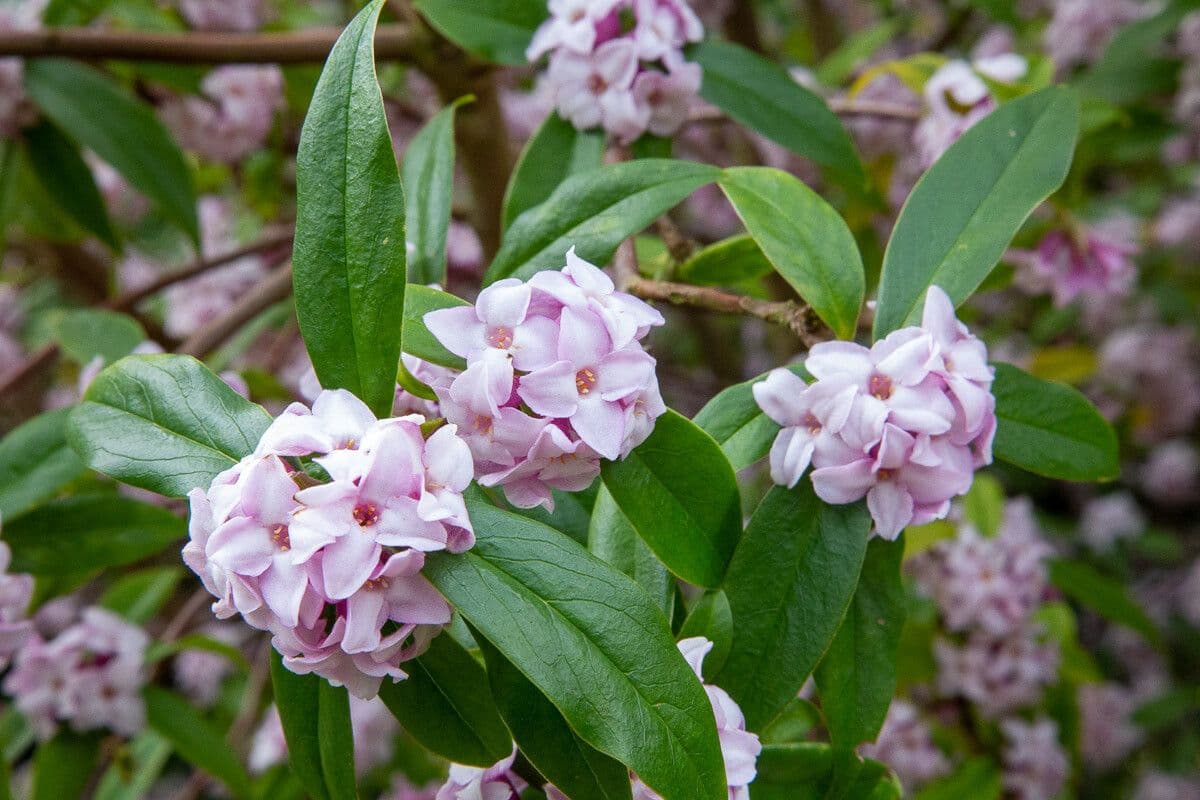 Daphne 5