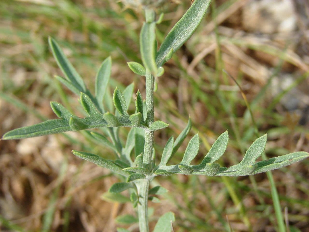 Centaurea collina 13