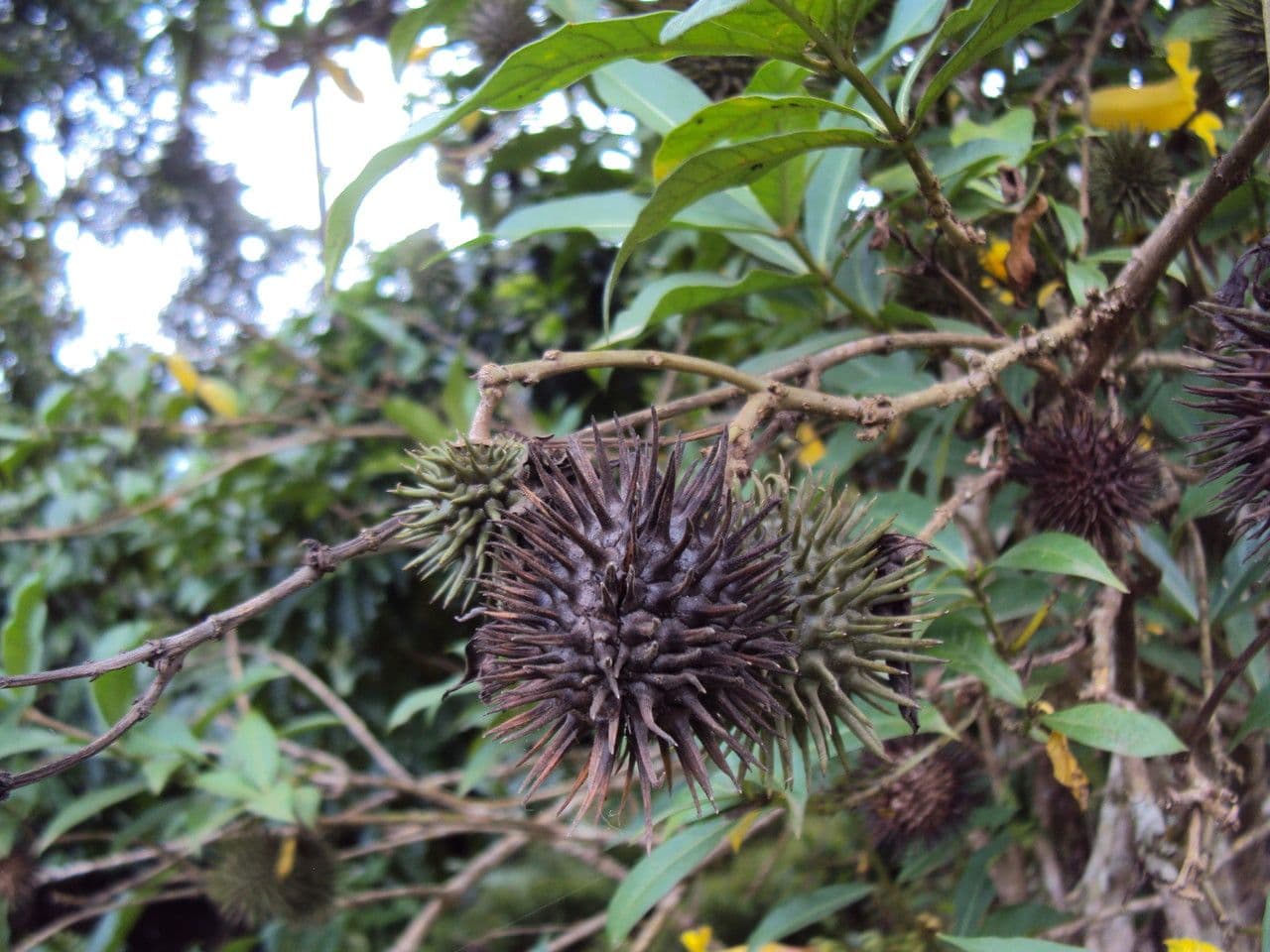 Allamanda 2