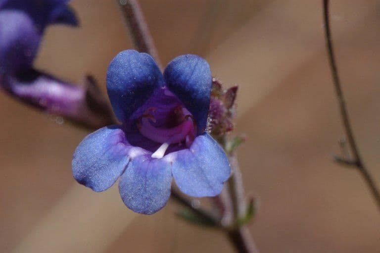 Penstemon 3