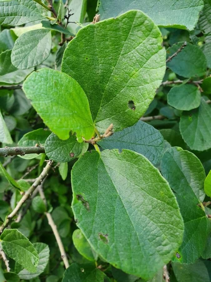 Cordia 25