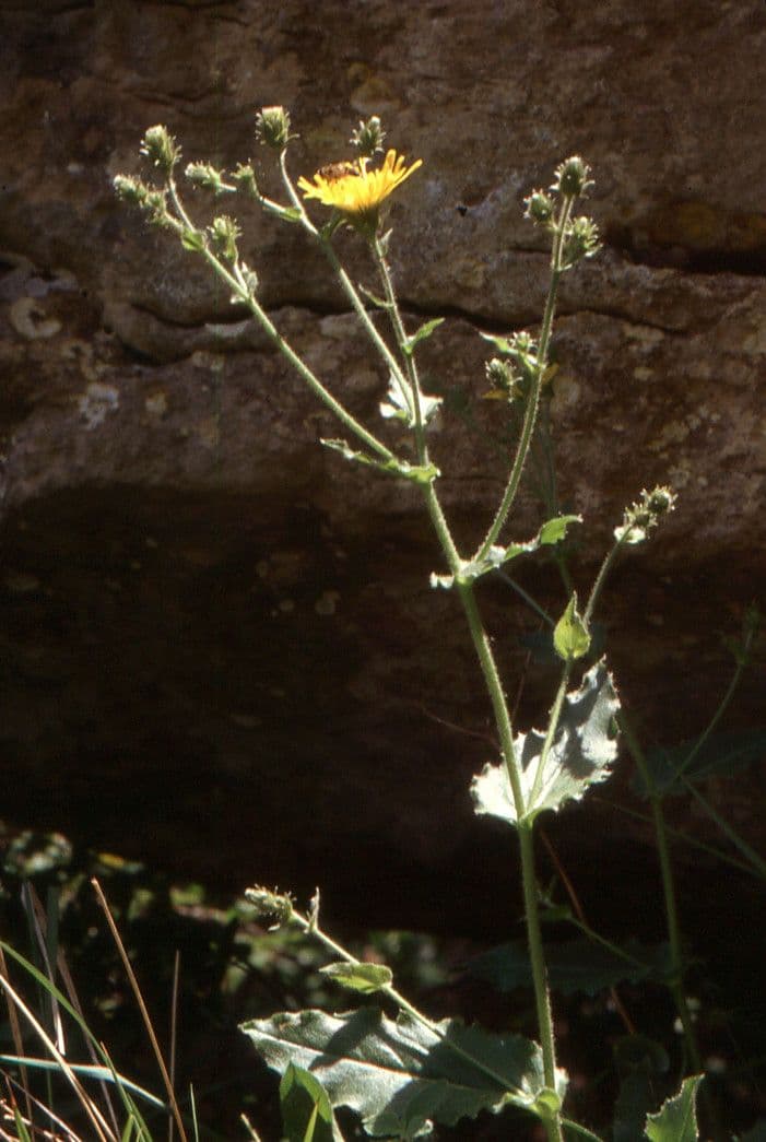Hieracium 7