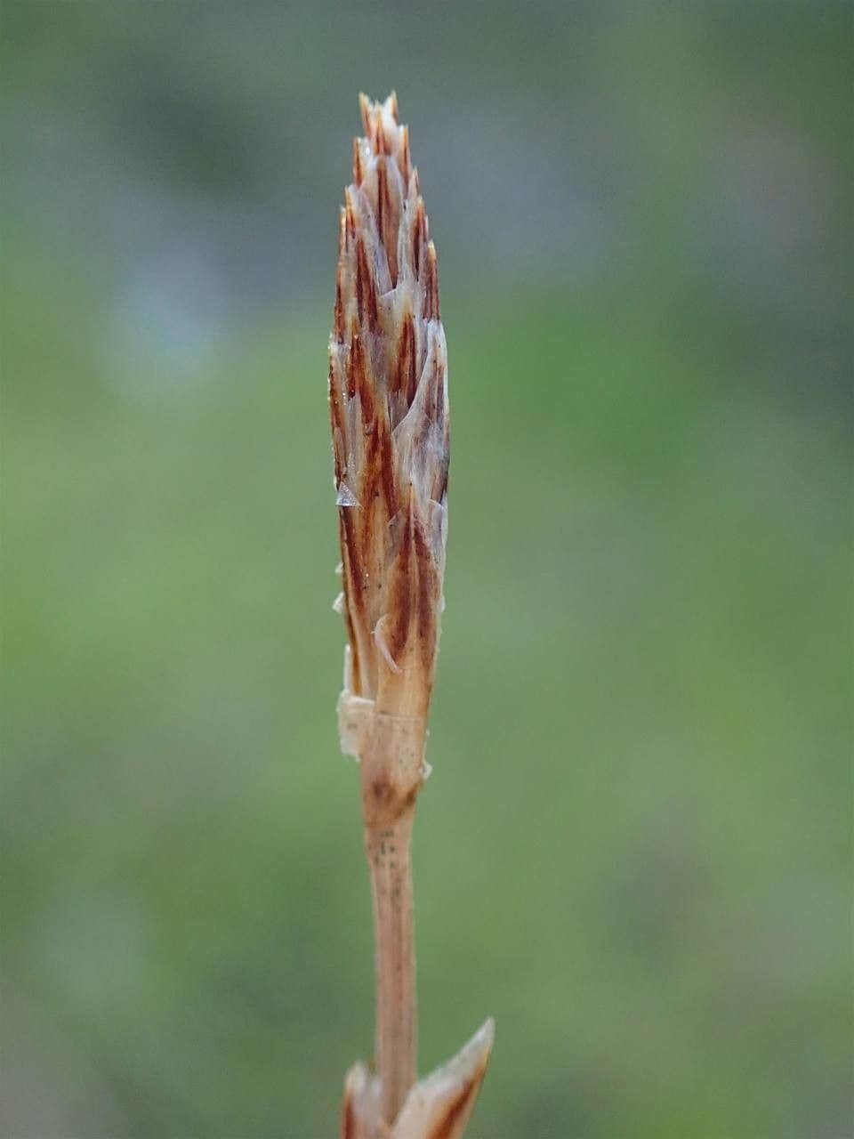 Dwarf sedge 4