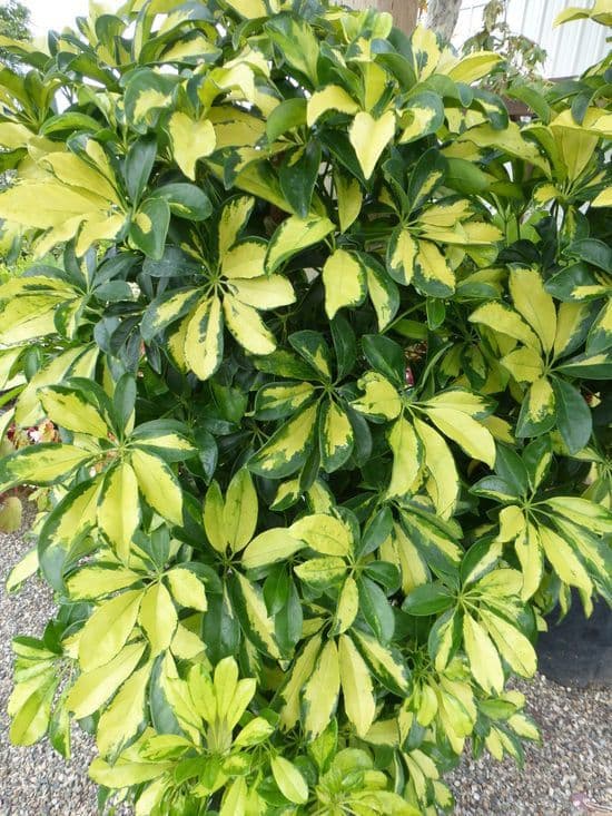 Schefflera arbicole 14