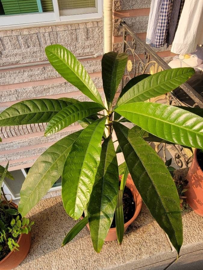 Mango 14