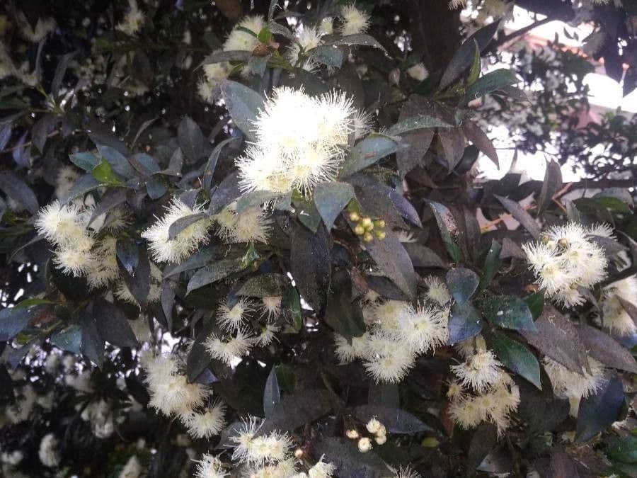 Amomyrtus meli 9