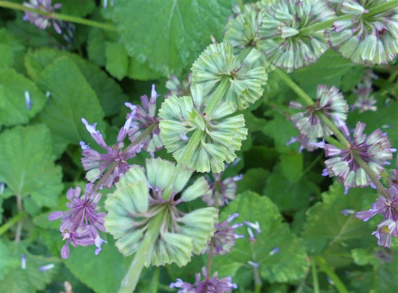 Salvia verticillata 5