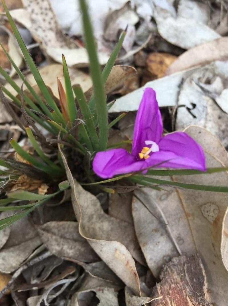 Patersonia