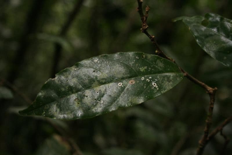 Brunfelsia 3