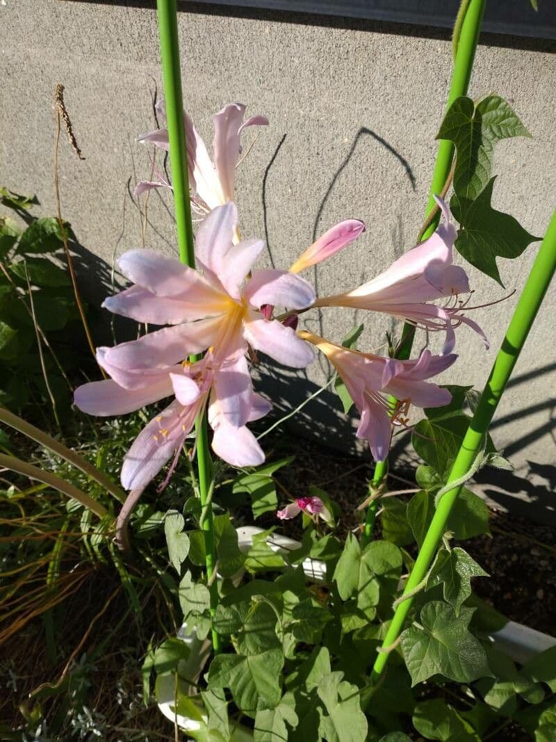 Lycoris