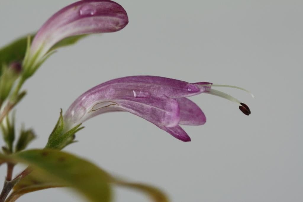 Graptophyllum 4