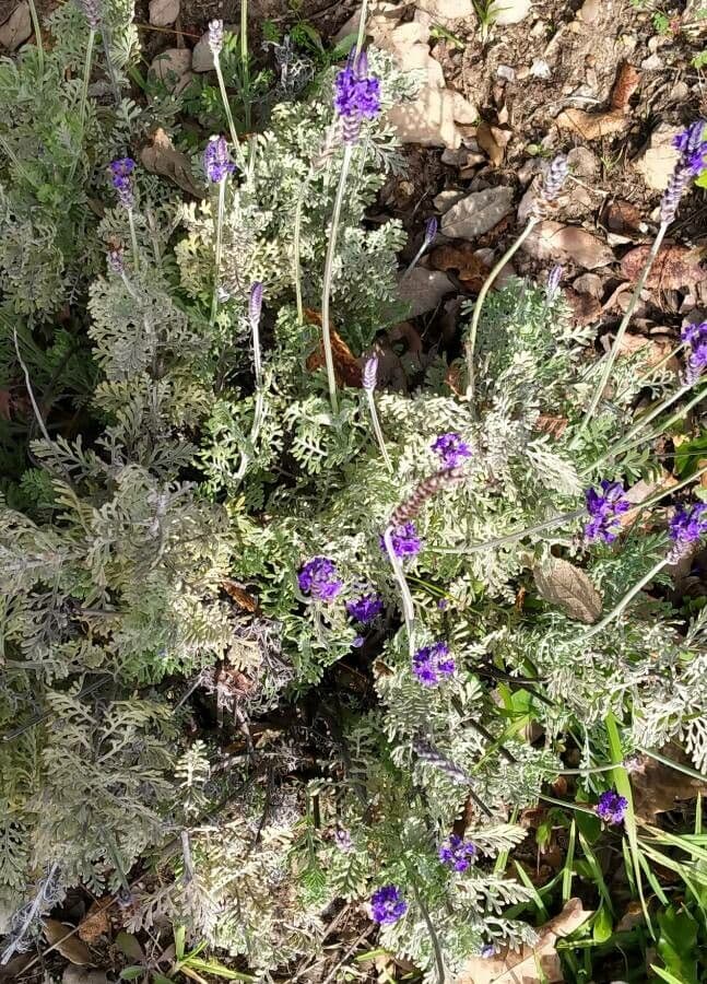Lavanda multifida 12