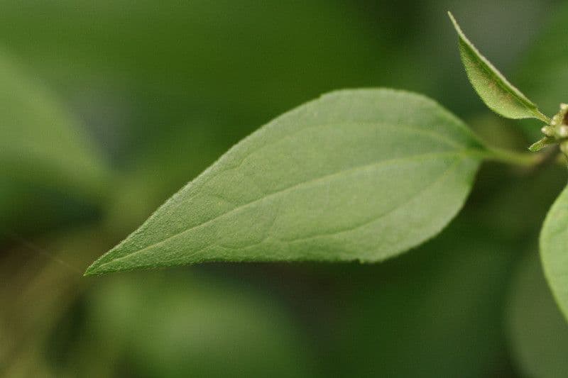 Herbe du Laos 19
