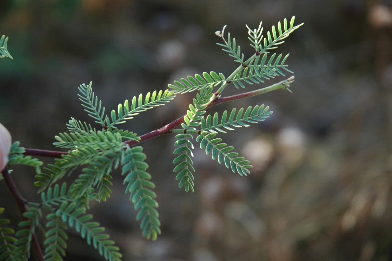 Prosopis 11