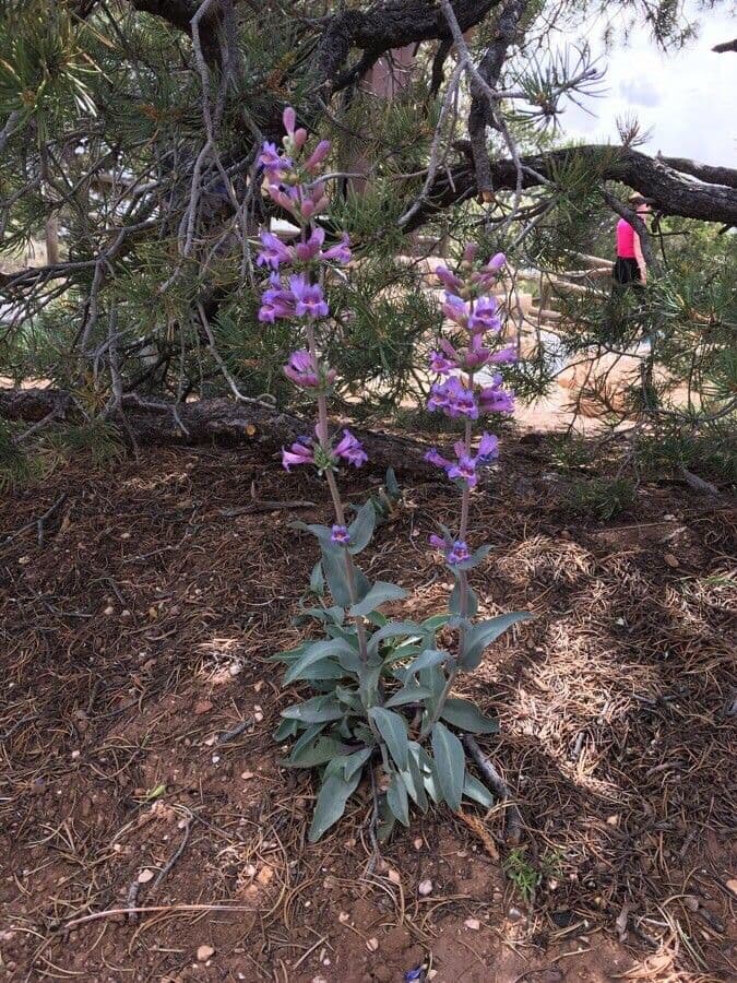 Penstemon secundiflorus 10