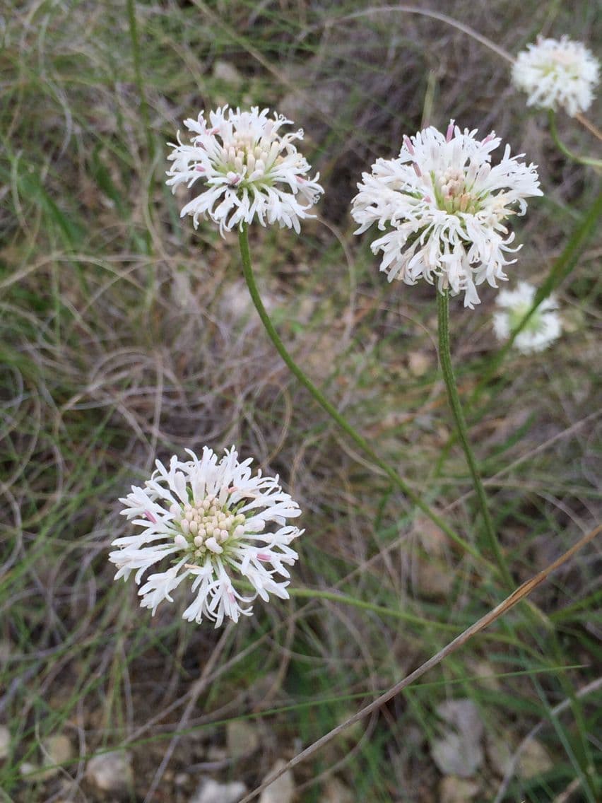 Marshallia caespitosa 4