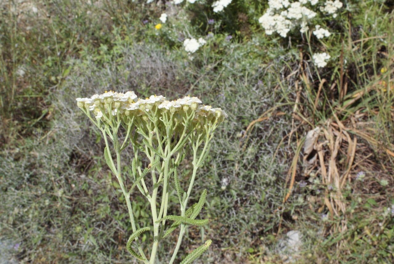 Achillea di Creta 2