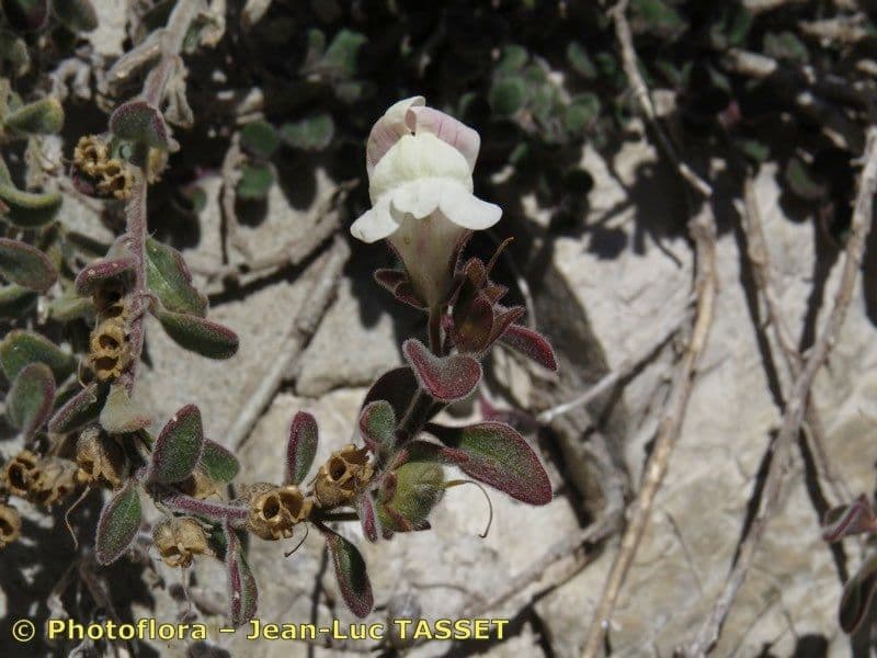 Antirrhinum molle 17
