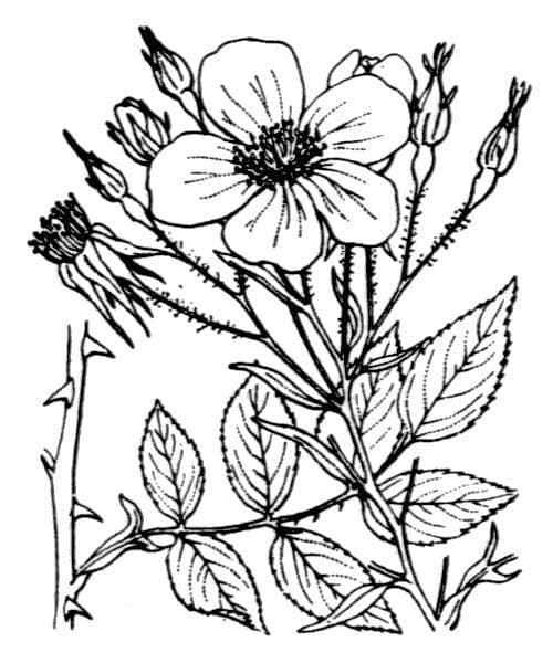 Moschus-Rose 25