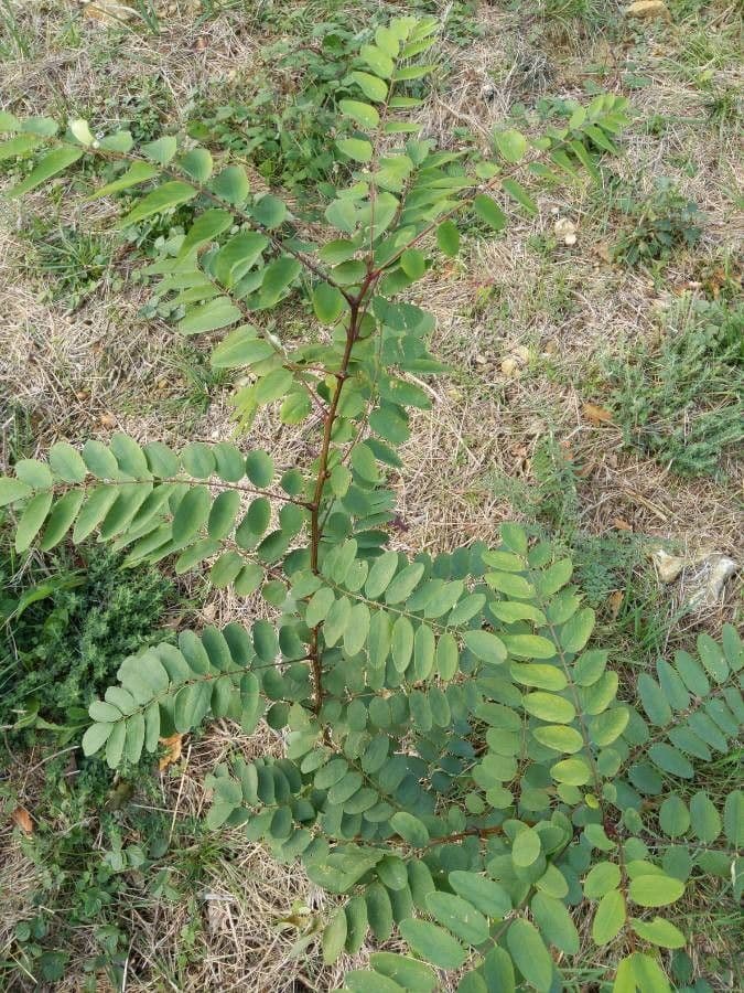 Robinia viscosa 20