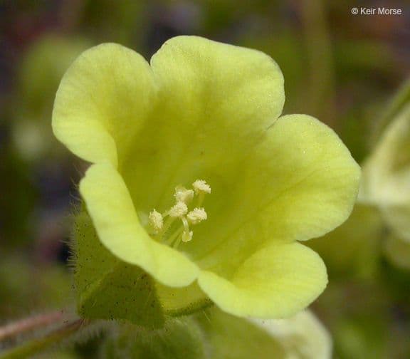 Emmenanthe penduliflora 6
