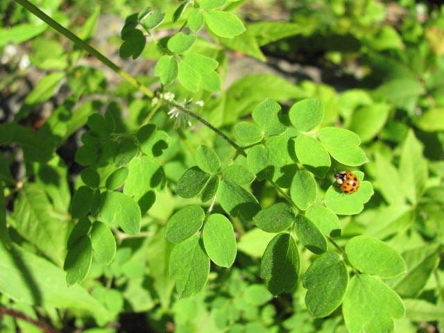 Thalictrum pubescens 9