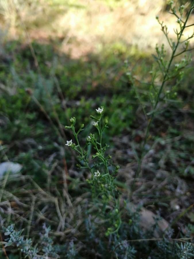Bastard toadflax 9