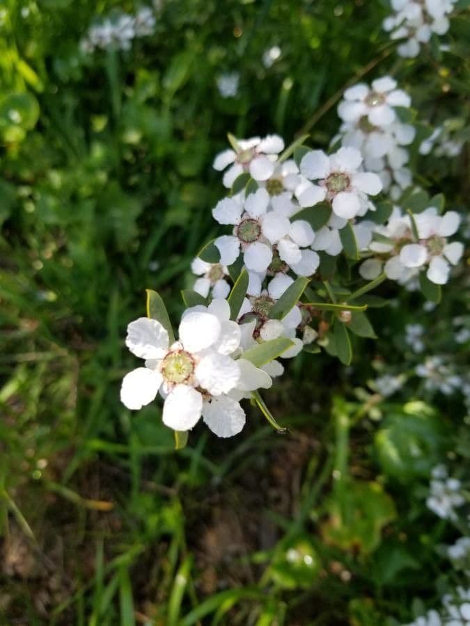 Leptospermum laevigatum 5