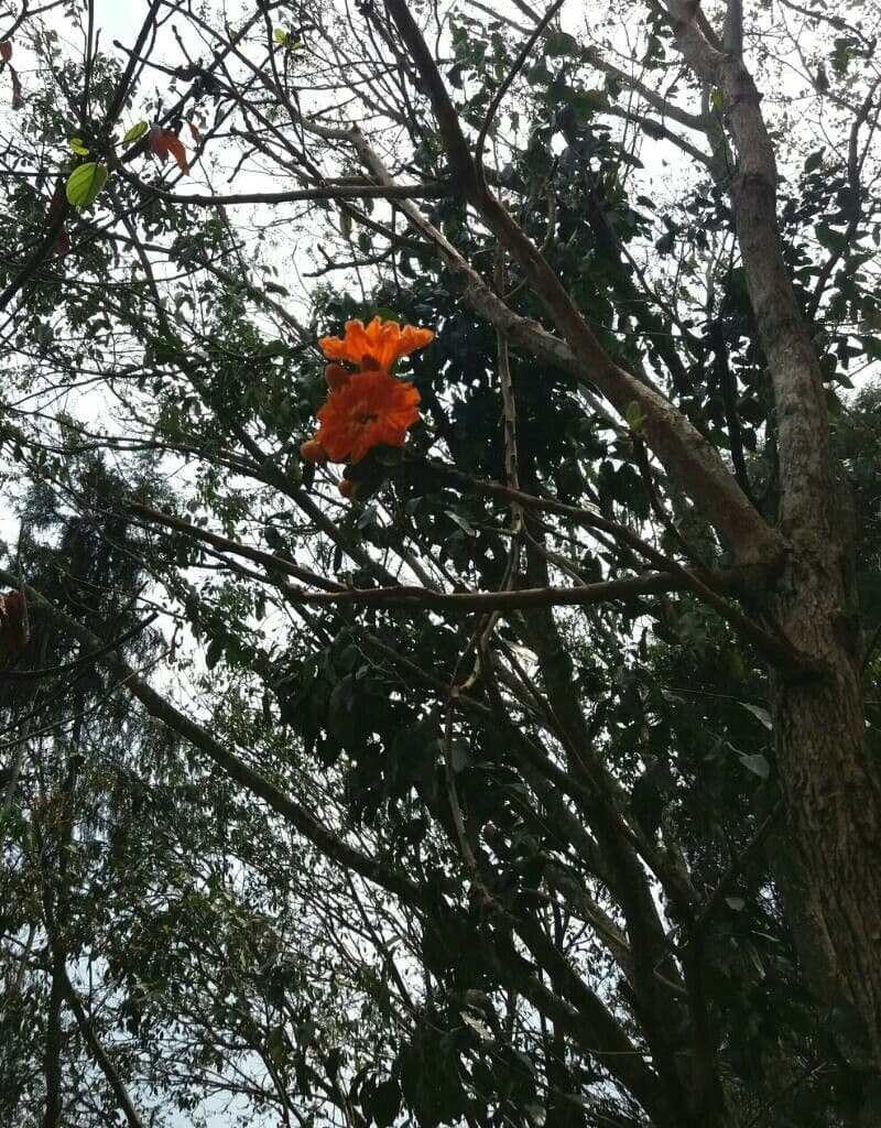 Cordia dodecandra 6