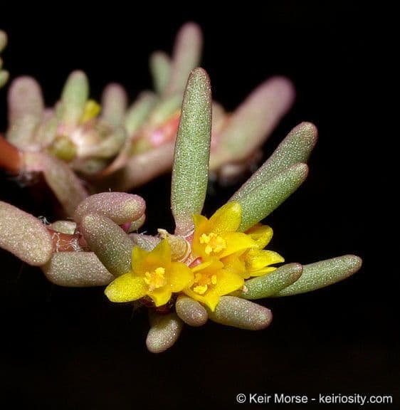 Portulaca 6
