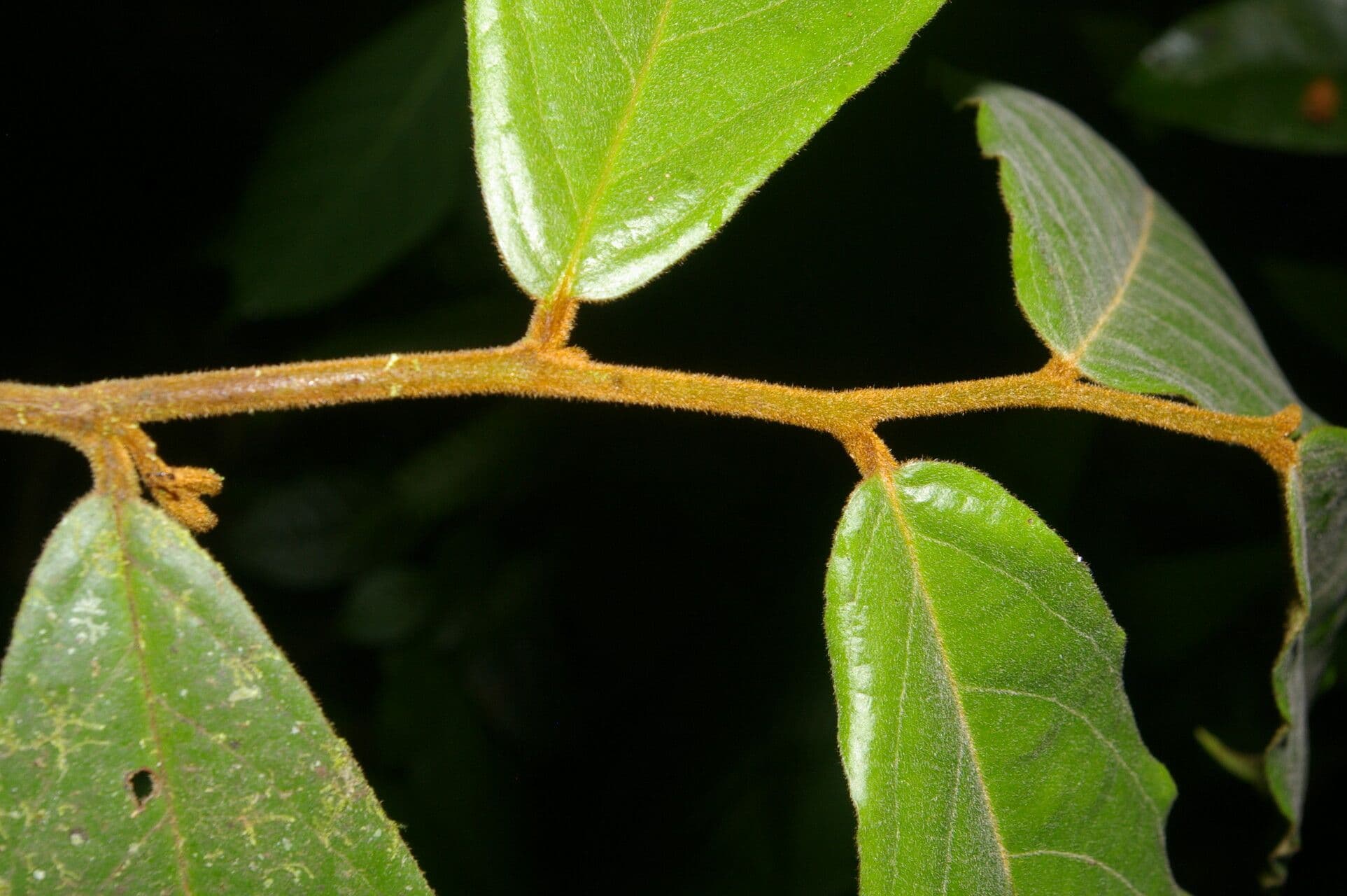 Stenanona 20