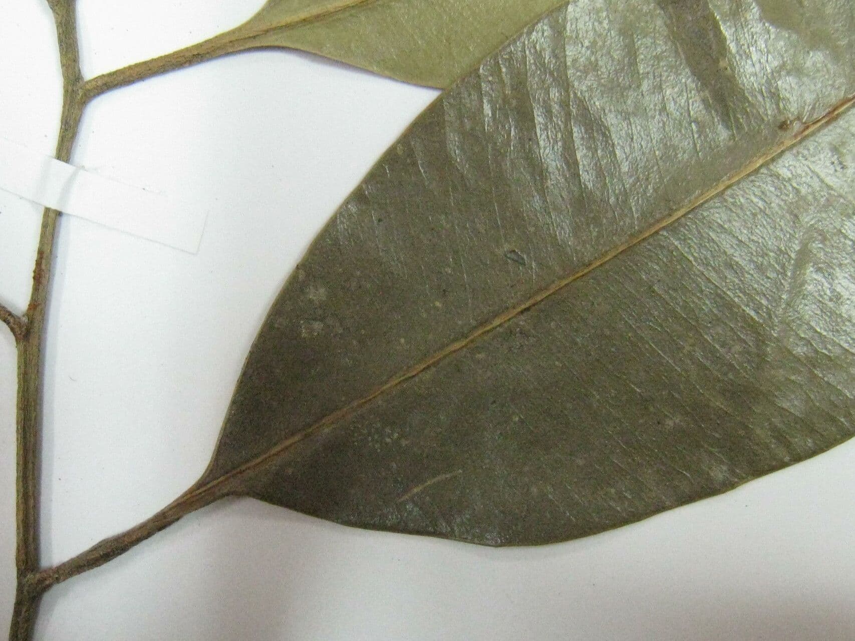 Aspidospermum 4